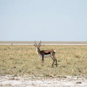 Blackbuck Plains Hunt