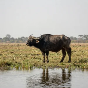 Water Buffalo Field Hunt